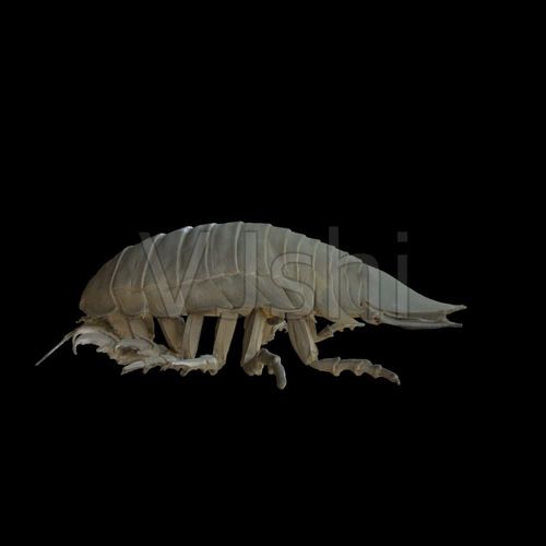 大王具足虫_1000x1000_高清视频素材下载(编号:)_影视