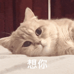 动态表情包_猫咪