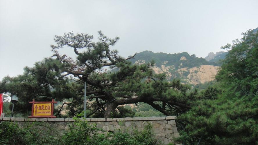 五大夫松旅游景点攻略图