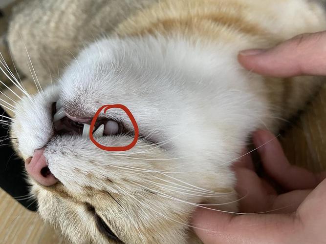 【讨论】猫嘴左右两边都有个大泡