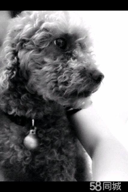 家有贵宾犬找主人