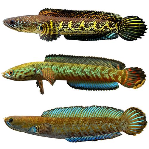 雷龙黄金黄金眼眼镜蛇阿萨姆蓝帆七彩野生雷龙鱼龙鱼鱼