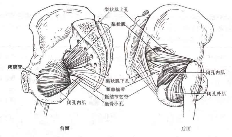 肌肉骨骼疾病的研究与认识