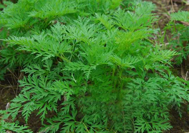  p>川芎(学名: i>ligusticum chuanxiong hort /i>),栽培植物,主产于