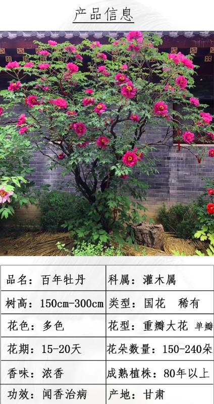 百年牡丹树