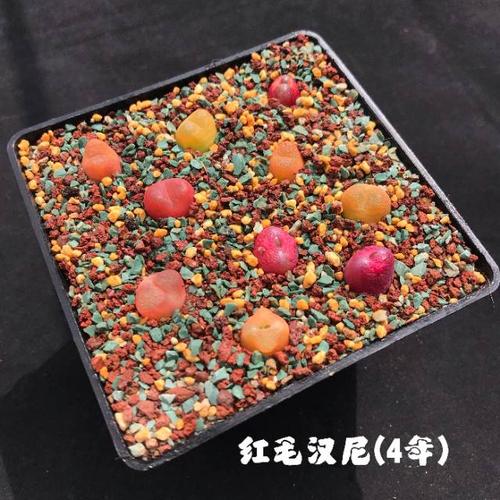 4年 红毛汉尼50/颗  每盒10颗, 2盆起批