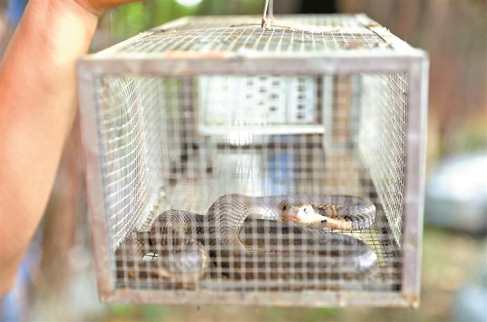 特制捕蛇铁笼子.