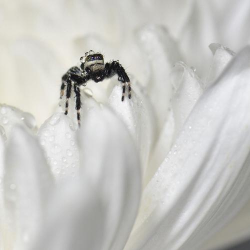 标题:2018微拍(1)-蝇虎跳蛛