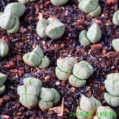 【肉锥—紫式部】conophytum 多肉植物 一物一拍 3.5年株1