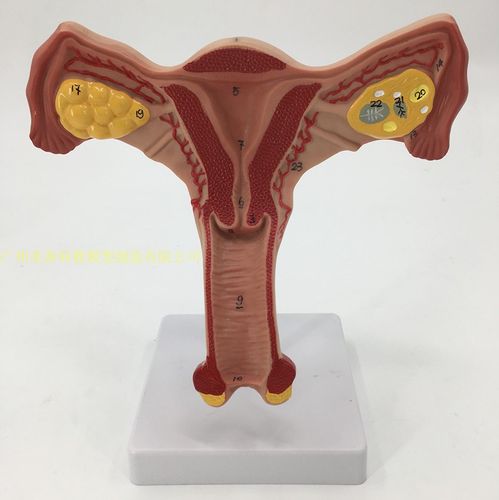 女性生殖子宫模型 卵巢病理变化 骨盆盆腔矢状会阴盆底肌教学模具