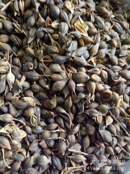 青连翘 青翘 水煮 扬叶 如图【实拍】