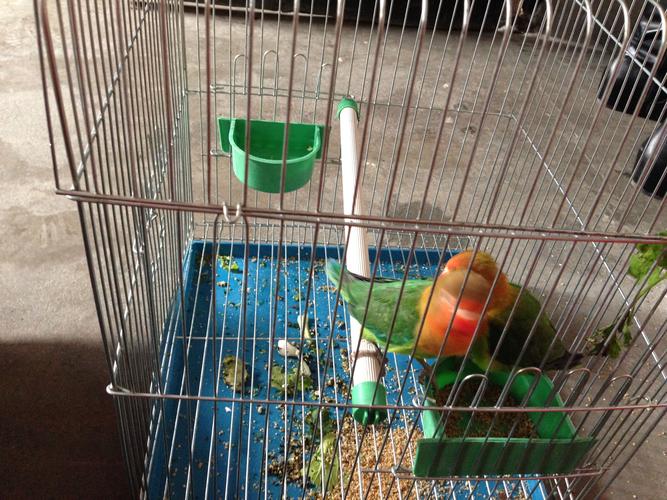 请问大家知道两只棕头牡丹鹦鹉是公是母,另外,再看看它们两个几个月