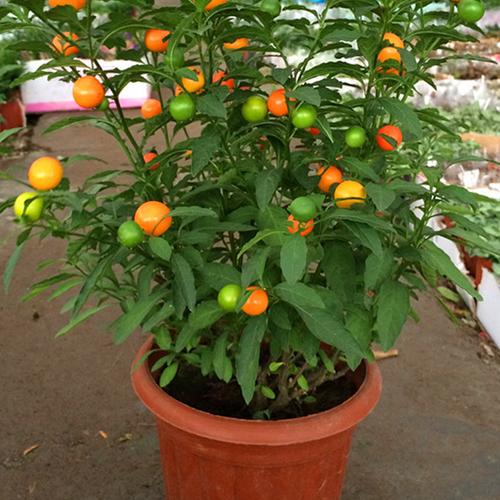 果实鲜亮红火美艳的吉庆果,珊瑚樱这么养护,玲珑小巧