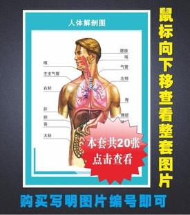 泻血排瘀全身穴位图