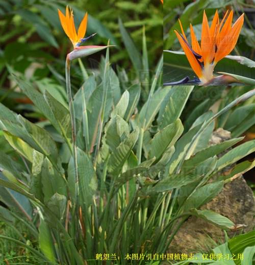 reginae aiton):又名天堂鸟,芭蕉科鹤望兰属多年生草本植物,叶片长圆