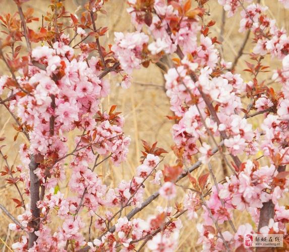  p>峄山桃花会是邹城是峄山镇每年一度的盛大庙会,原来是每年的农历