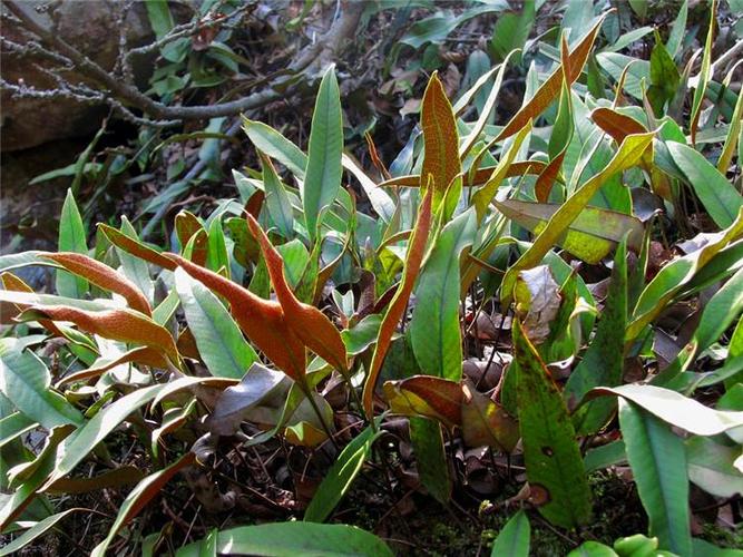 2017野生自采新鲜正品中药材石韦石苇刀口药500g中草药专卖店抓药