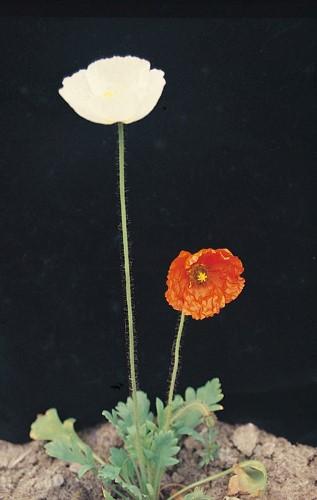 虞美人(丽春花)