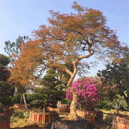 精品日本羽毛枫批发