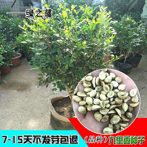 九里香种子