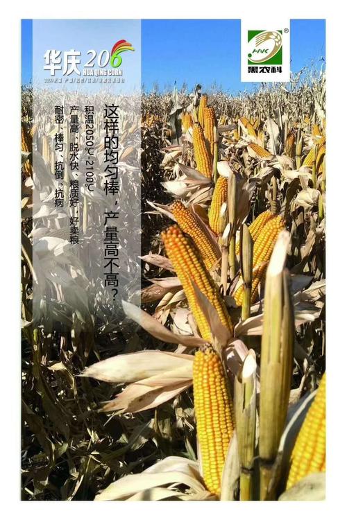 华庆206优质玉米品种