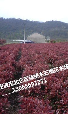 浙江宁波优质红叶石楠小球批发供应基地