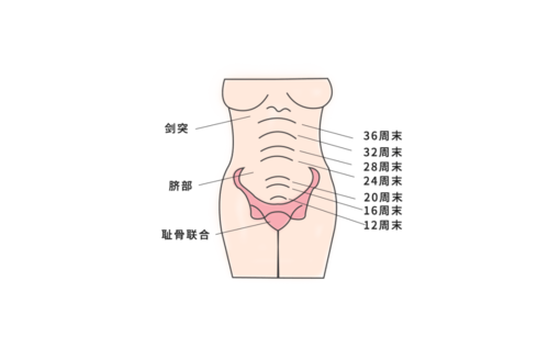 都是相同孕周的孕妇,肚子的差别怎么就这么大呢?_宫高
