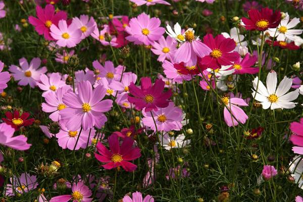 波斯菊的花语是什么波斯菊的寓意和象征