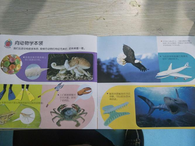 科学《向动物学本领》