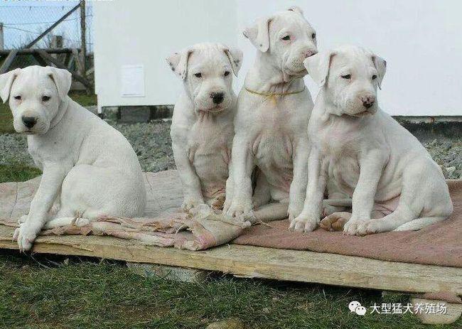 拉布拉多犬价格报价纯种拉布拉多幼犬一只多少钱