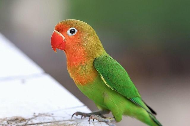 面类牡丹鹦鹉的所有品种,附图对比,看完不再迷茫