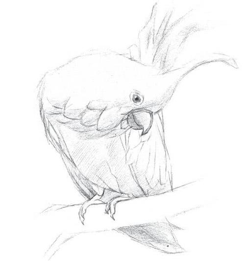 素描动物画法之凤头鹦鹉怎么画