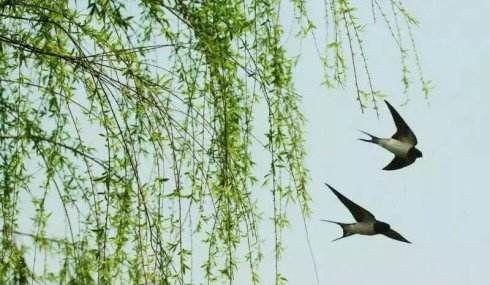 儿童画启蒙③班作品展示《春回燕子归》