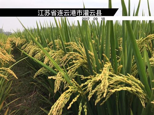 5优360 ↓ 常规粳稻篇 2018年最新国审:淮稻268    ↓ 适宜移栽,机插