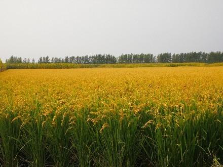 金黄水稻
