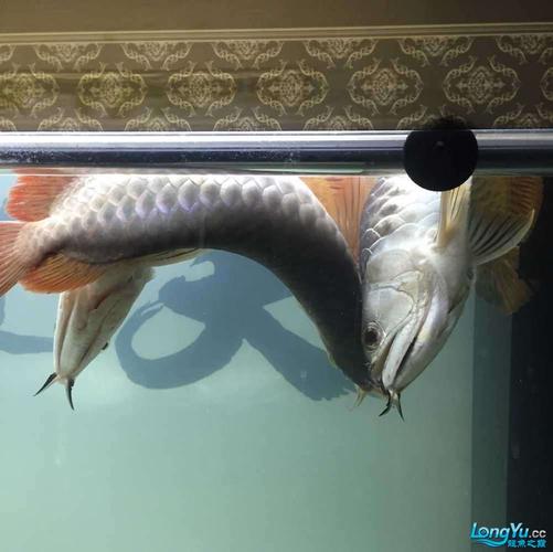 【龙鱼饲养日常篇】 关注观赏鱼意外死亡