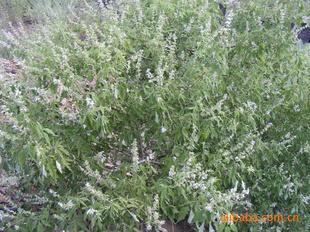 白荆条蜂蜜 金泉蜂业 500(g)