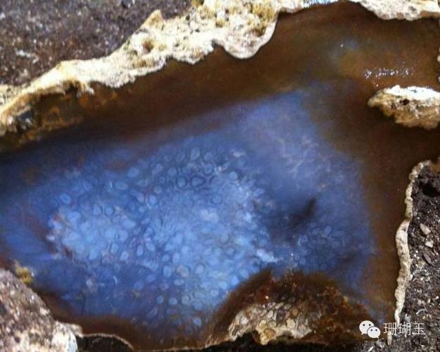 源自海洋的奇珍【珊瑚玉】,收藏热潮 势不可挡.