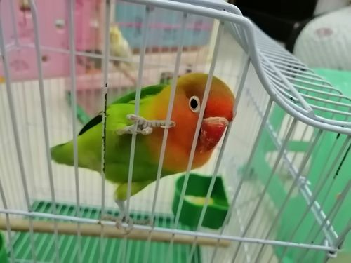 这只牡丹鹦鹉,只要一听到音乐,就会喳喳的叫个不停,声音带尖叫声,干脆