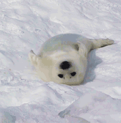 哇看来你们是真的gay哦,举报了 @wxd  小伙伴说,求这种滚来滚去的表情