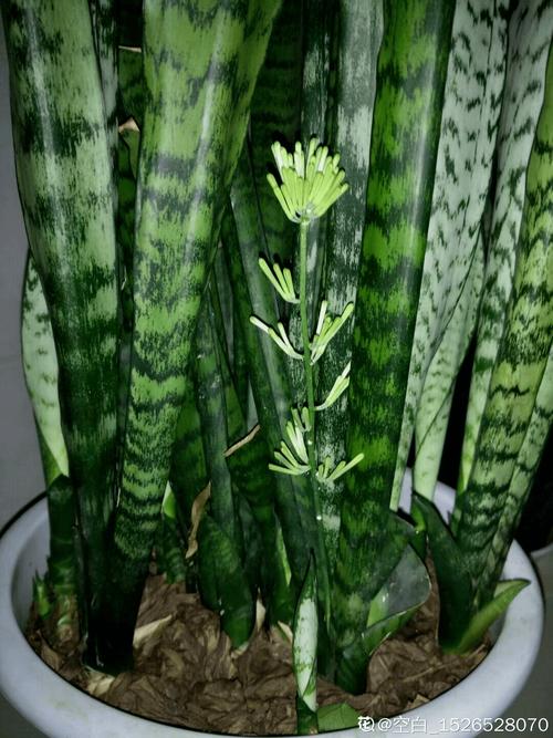 4.金边短叶虎尾兰
