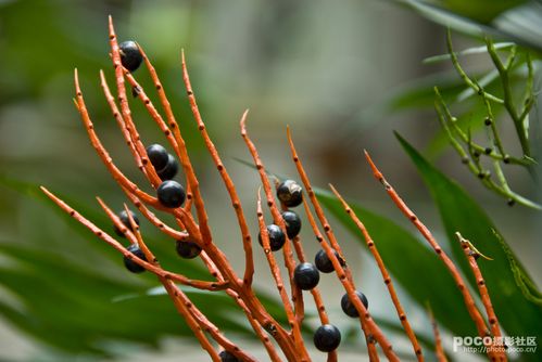 标题:袖珍椰子果