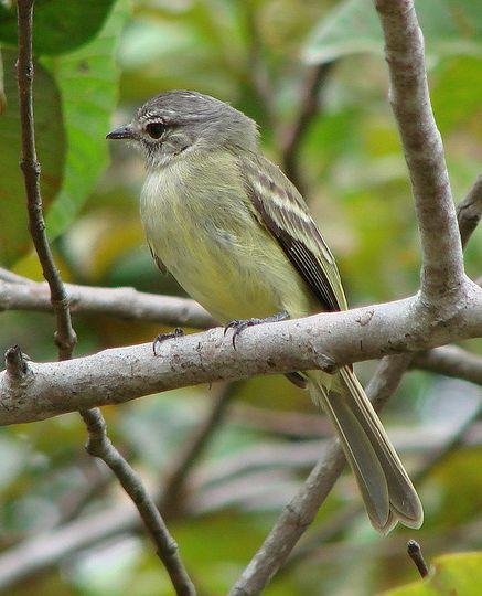 一些霸鹟外表上很像 a target="_blank" href="/item/鹟科/2758166"