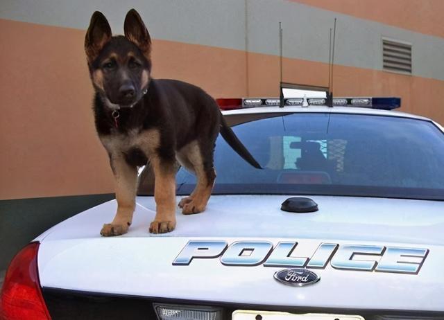 看完这些可爱的小警犬,连上班的心思都没有了!