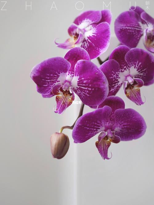 花材推荐|超长待机蝴蝶兰鲜切花 品种合集_花艺_蝴蝶兰_鲜花_百搭