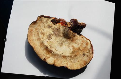 灵芝价格涨幅报价