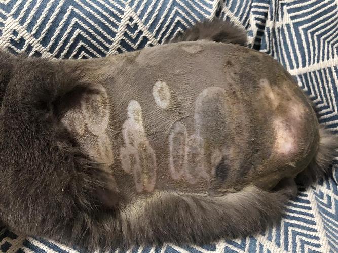 【求助】慎入!史上最严重的猫藓应该就是我家了吧