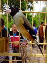 人工繁殖玉嘴黑尾蜡嘴雀