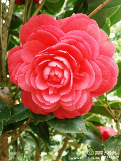 我喜爱的茶花