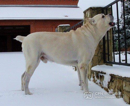 终于看到了白色的卡斯罗~哈哈哈